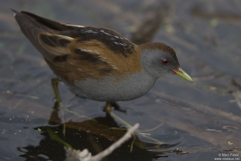 Little Crake male adult breeding, identification