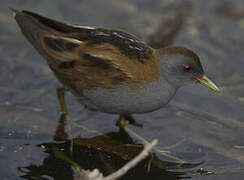 Little Crake