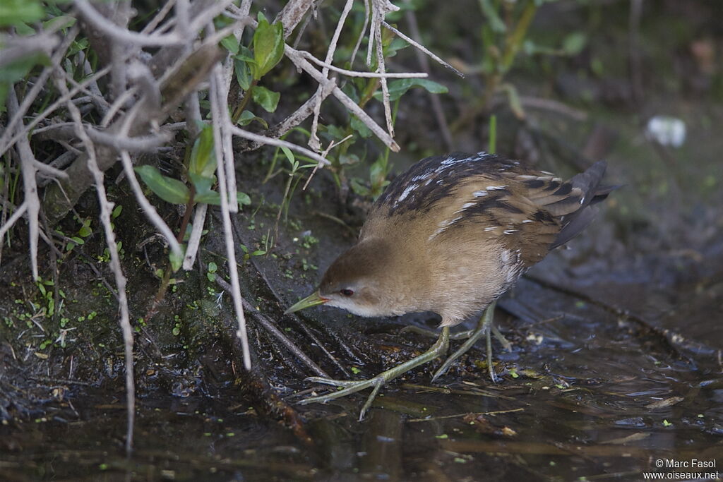 Little Crake female adult breeding, identification, Behaviour