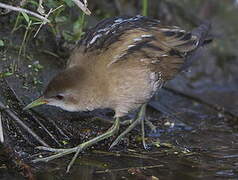 Little Crake