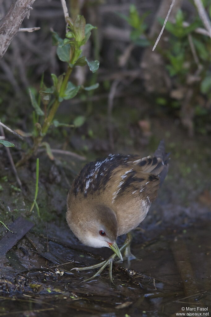 Little Crake female adult breeding, identification, Behaviour