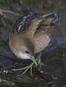 Little Crake