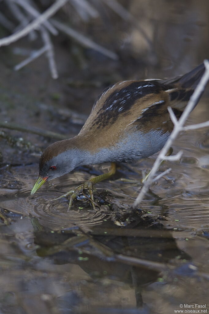 Little Crake male adult breeding, identification, feeding habits, Behaviour