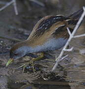 Little Crake