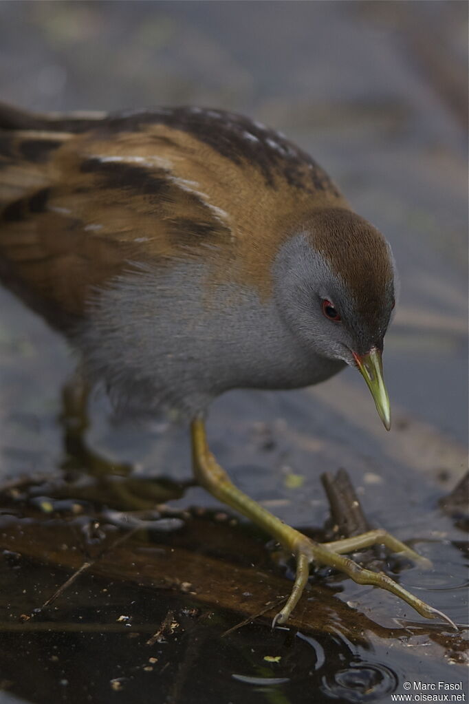 Little Crake male adult breeding, identification, Behaviour