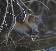 Little Crake