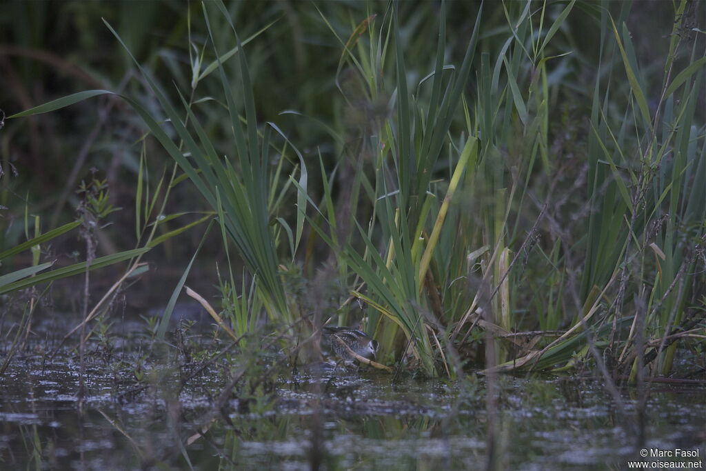 Little Crakejuvenile, identification, Behaviour