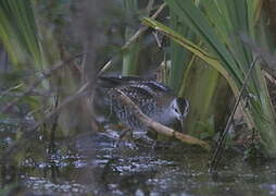 Little Crake