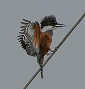 Ringed Kingfisher