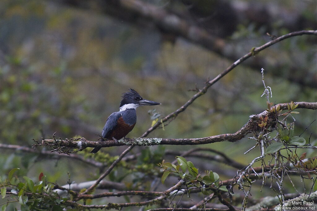 Ringed Kingfisher female adult, identification, fishing/hunting