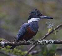 Ringed Kingfisher