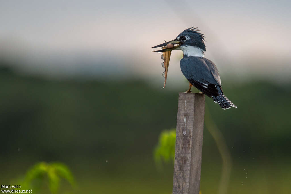 Ringed Kingfisher male adult, fishing/hunting