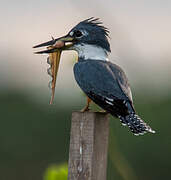 Ringed Kingfisher