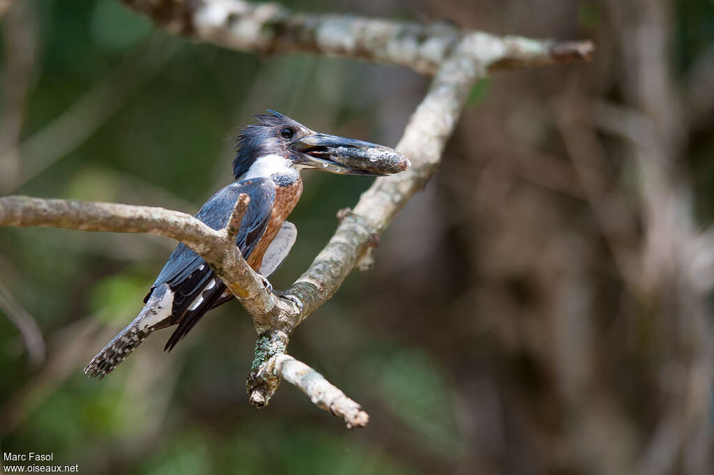 Ringed Kingfisher male adult, feeding habits, courting display