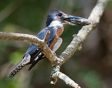 Ringed Kingfisher