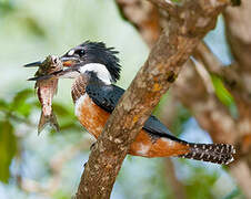 Ringed Kingfisher