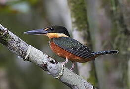 Green-and-rufous Kingfisher