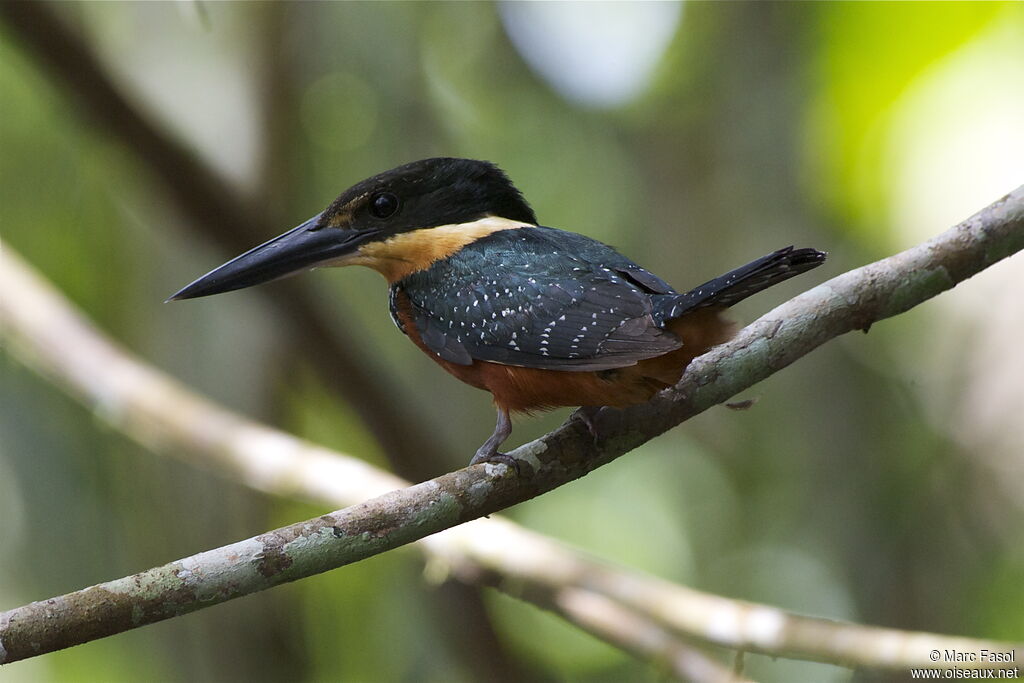 Martin-pêcheur bicolore femelle adulte, identification