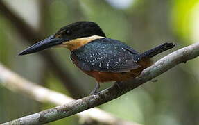 Green-and-rufous Kingfisher