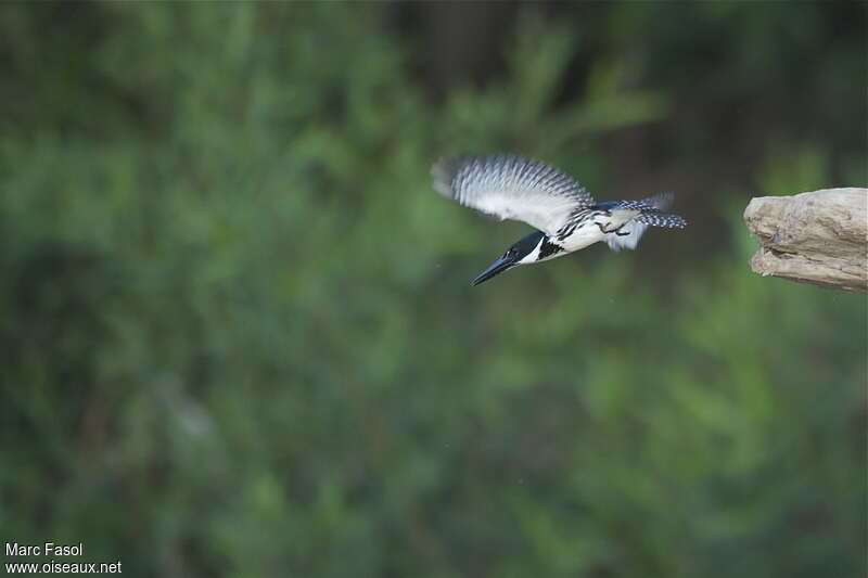 Amazon Kingfisher female adult, Flight