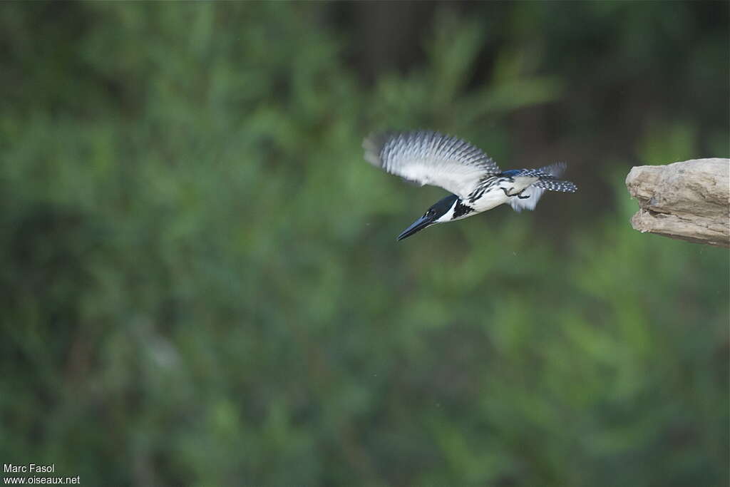 Amazon Kingfisher female adult, Flight