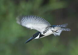 Amazon Kingfisher