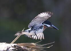 Amazon Kingfisher