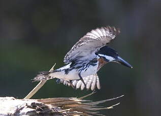 Martin-pêcheur d'Amazonie