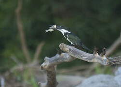 Amazon Kingfisher