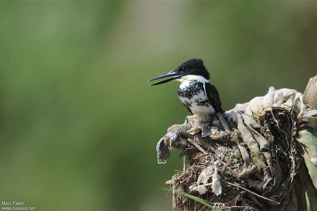 Amazon Kingfisher female adult, pigmentation