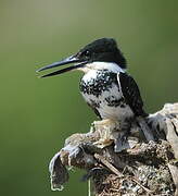 Amazon Kingfisher