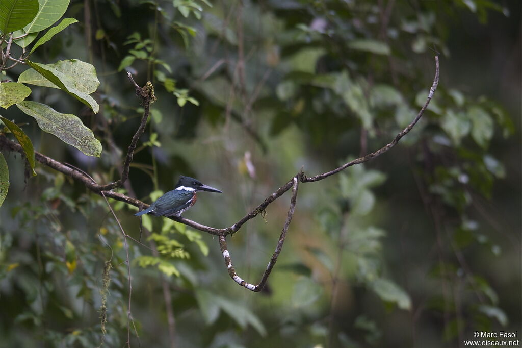 Martin-pêcheur d'Amazonie, identification, Comportement