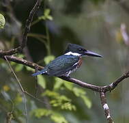 Martin-pêcheur d'Amazonie