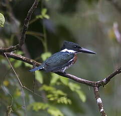 Martin-pêcheur d'Amazonie