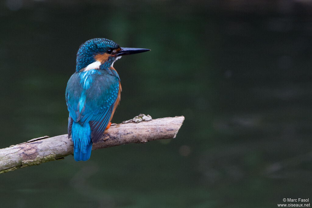 Martin-pêcheur d'Europe mâle adulte, identification