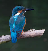 Common Kingfisher