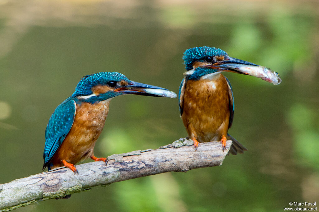 Common Kingfisheradult, feeding habits, Reproduction-nesting