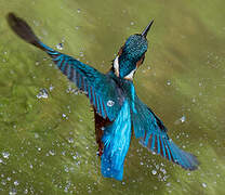 Common Kingfisher