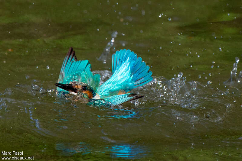 Common Kingfisher male adult, fishing/hunting