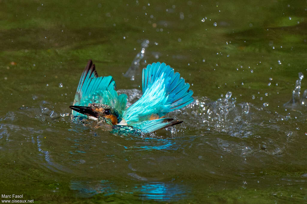 Common Kingfisher male adult, fishing/hunting