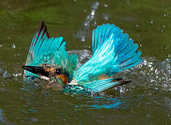 Common Kingfisher