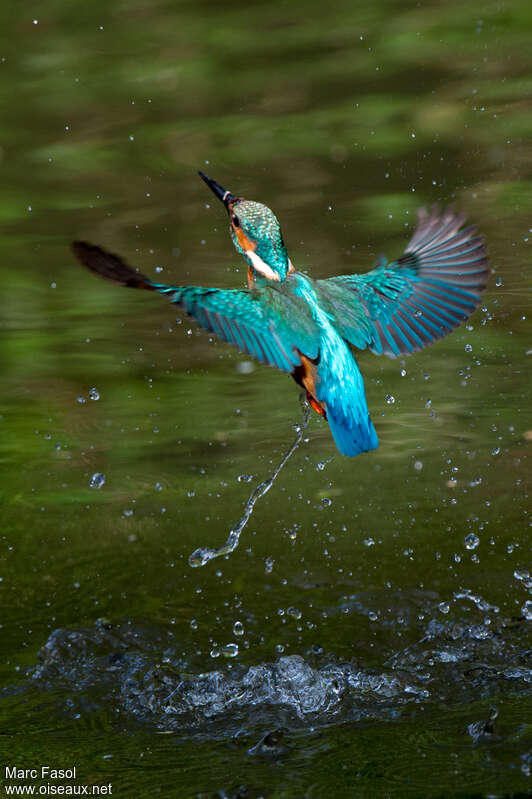 Common Kingfisher male adult, fishing/hunting