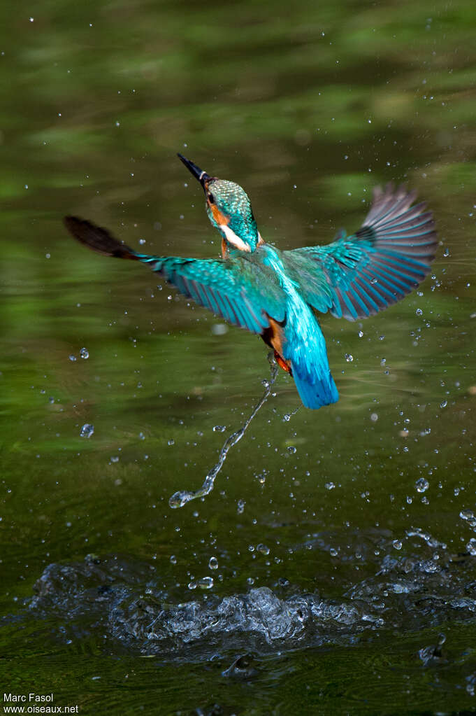 Common Kingfisher male adult, fishing/hunting