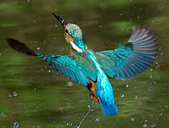 Common Kingfisher