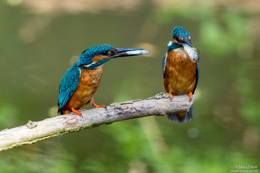 Martin-pêcheur d'Europeadulte, régime, pêche/chasse, Nidification