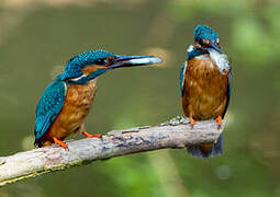 Common Kingfisher