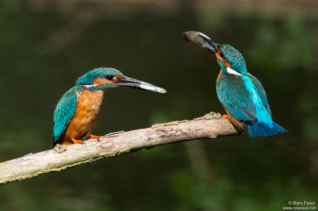 Common Kingfisheradult, feeding habits, fishing/hunting, Reproduction-nesting