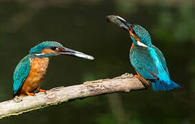 Common Kingfisher