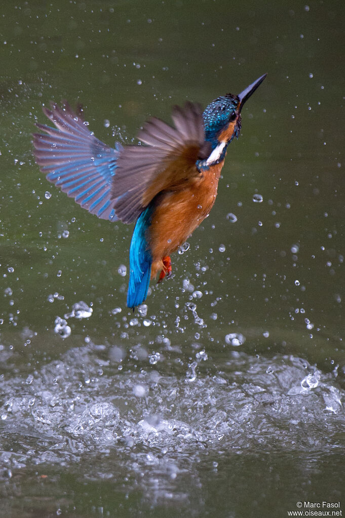 Common Kingfisher male adult, identification, care