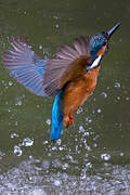 Common Kingfisher